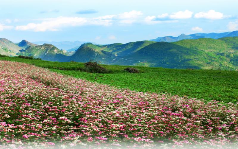Vườn hoa tam giác mạch - Cảnh đẹp Hà Giang khiến du khách say mê