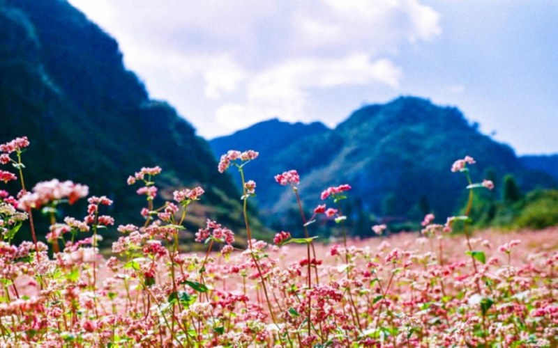 Bạn có thể đến đèo Mã Pí Lèng ngắm cảnh hoa bát ngát, bạt ngàn